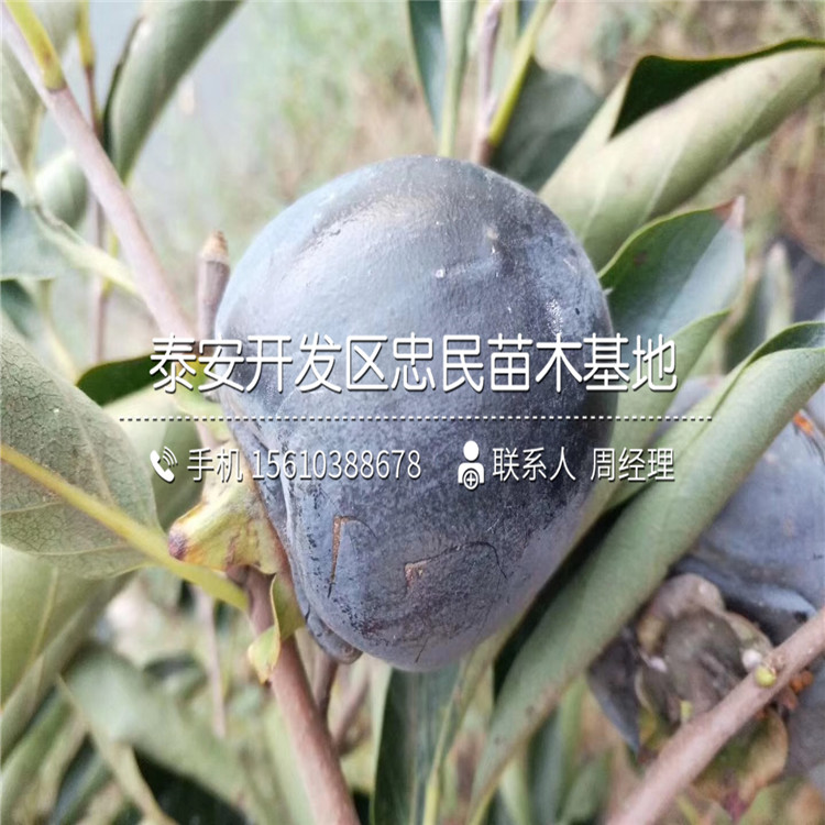 山東脆柿苗、脆柿苗出售批發(fā)
