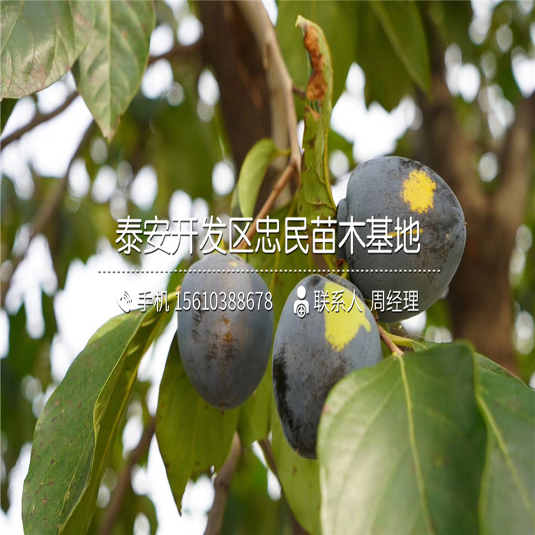 哪里銷售富平尖柿苗、富平尖柿苗種植基地