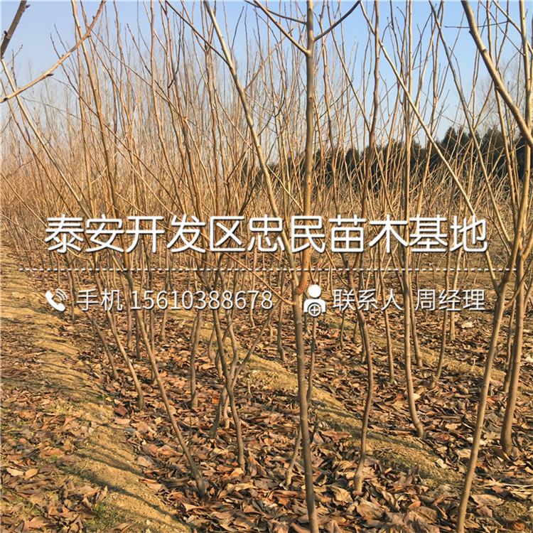 新品種次郎柿子苗、次郎柿子苗批發(fā)基地