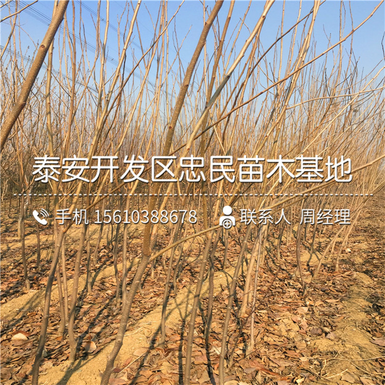 山東黑柿子樹苗、黑柿子樹苗出售基地