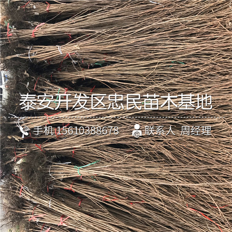 求購富平尖柿苗、富平尖柿苗多少錢一棵
