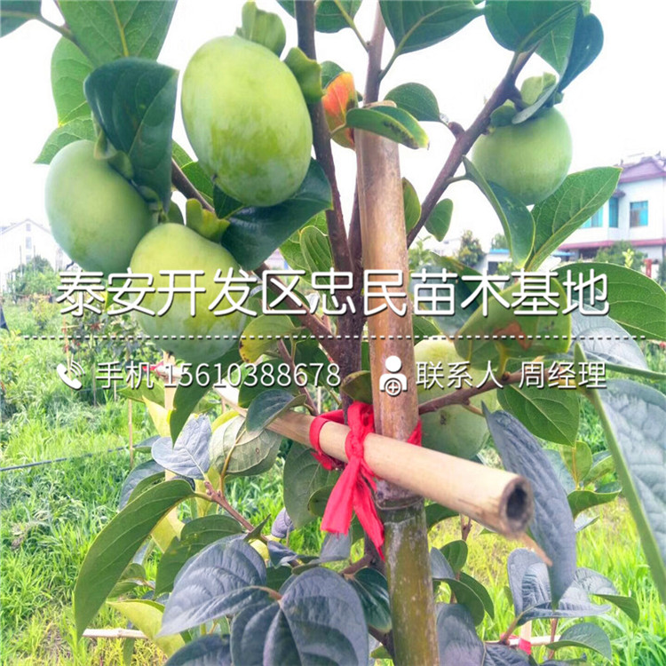 嫁接富平尖柿子苗、富平尖柿子苗出售基地