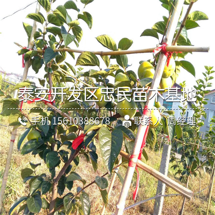 山東黑柿子樹苗、黑柿子樹苗出售基地