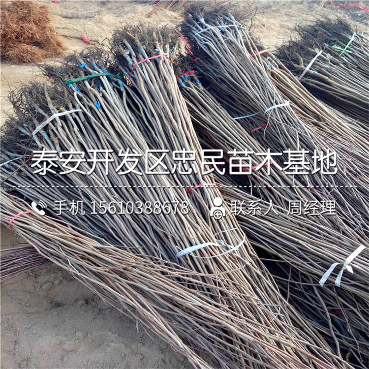 求購(gòu)脆柿子樹(shù)苗、脆柿子樹(shù)苗出售