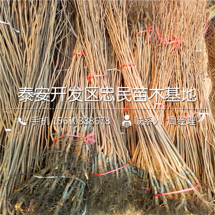 哪里有賣黑柿子苗、黑柿子苗出售基地