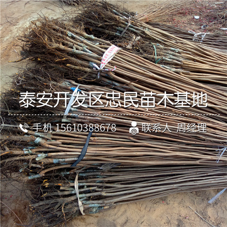 哪里有賣(mài)寶蓋柿子苗、寶蓋柿子苗出售基地