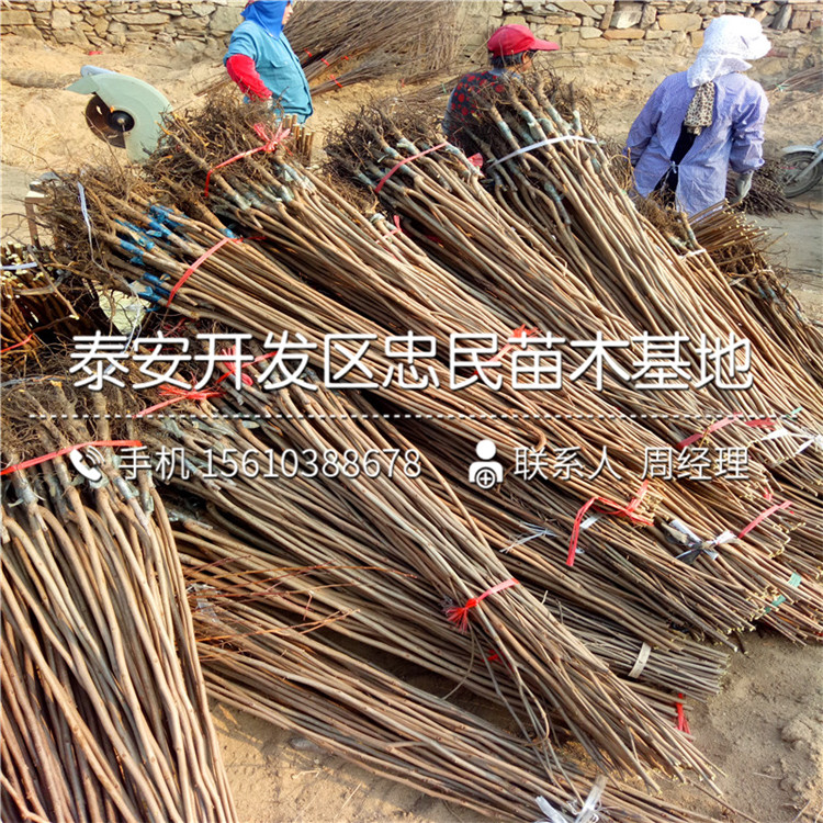 求購富平尖柿苗、富平尖柿苗出售價格