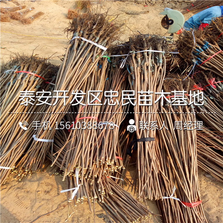 嫁接西村早生柿子苗、西村早生柿子苗種植基地