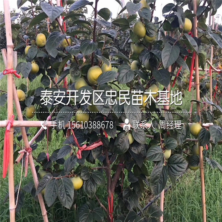 新品種脆柿苗、脆柿苗出售基地