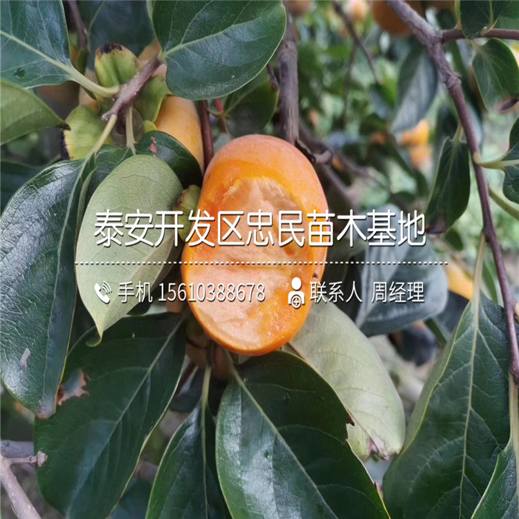 新品種脆柿苗、脆柿苗出售基地