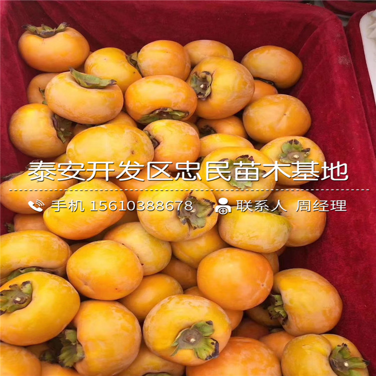 嫁接柿樹苗、柿樹苗價(jià)格