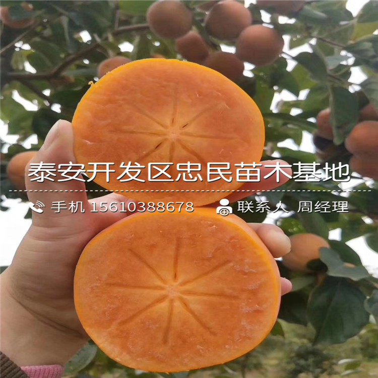 嫁接黑柿子苗、黑柿子苗報(bào)價