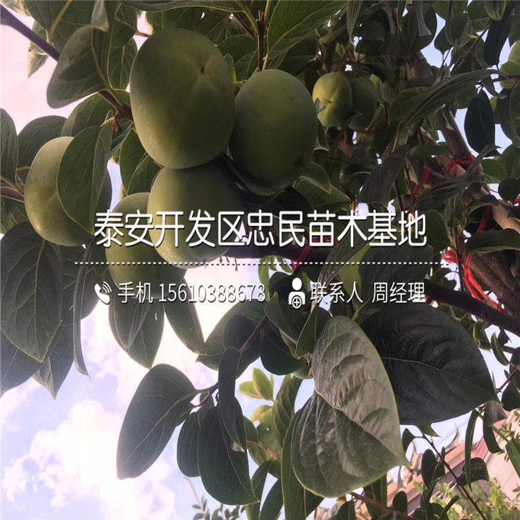 嫁接甜柿苗、甜柿苗多少錢一棵