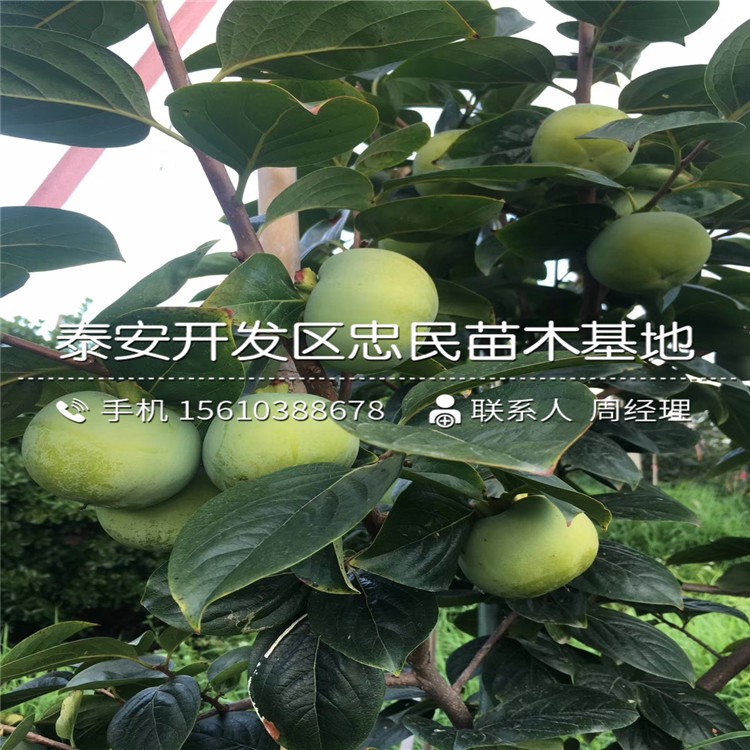 哪里有賣(mài)寶蓋柿子苗、寶蓋柿子苗出售基地