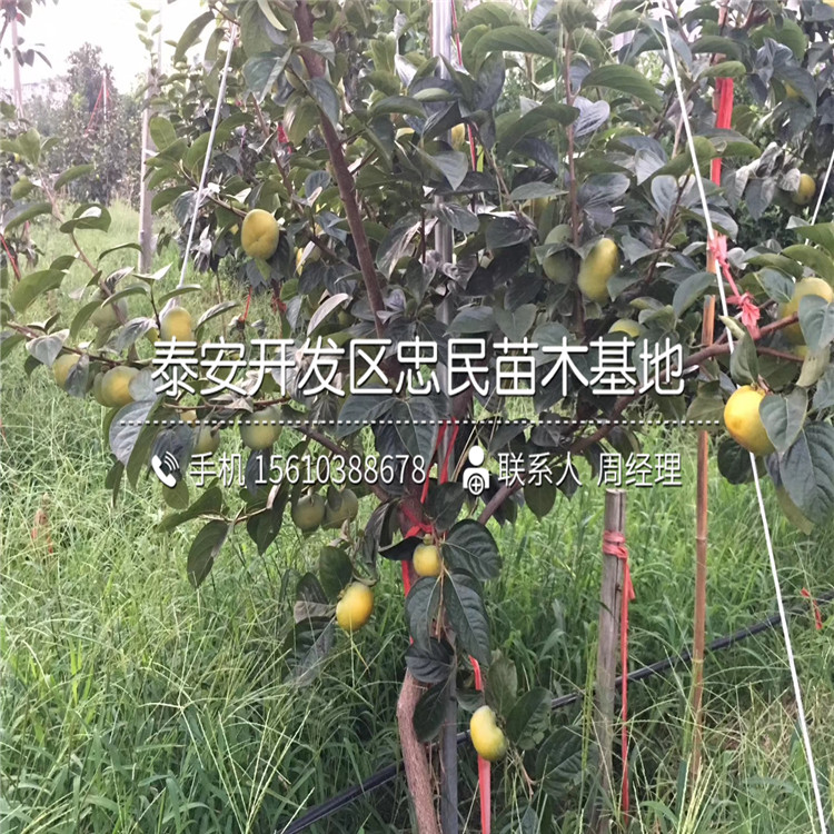哪里出售脆柿樹苗、脆柿樹苗批發(fā)價格