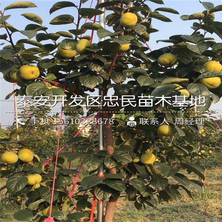求購(gòu)脆柿子樹(shù)苗、脆柿子樹(shù)苗出售
