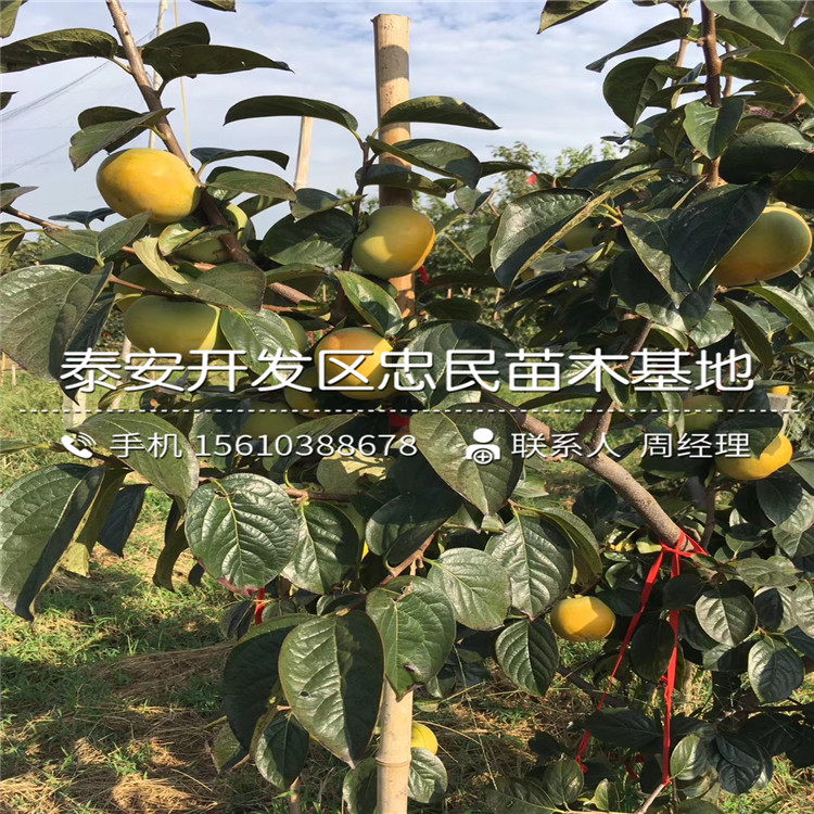 哪里出售富平尖柿樹苗、富平尖柿樹苗多少錢一株