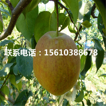 綠寶石梨樹苗銷售價(jià)格