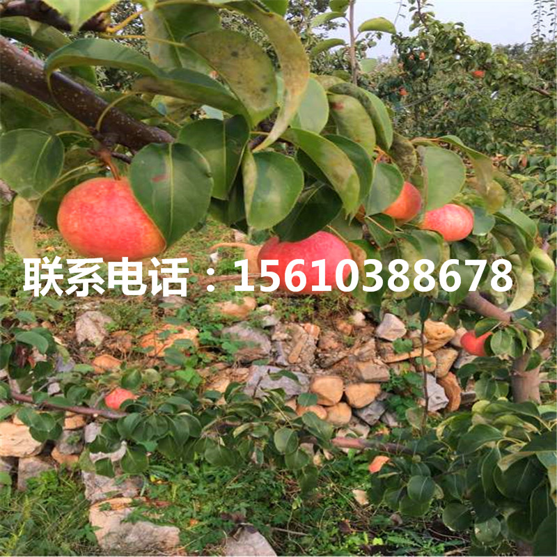黃冠梨樹苗出售多少錢