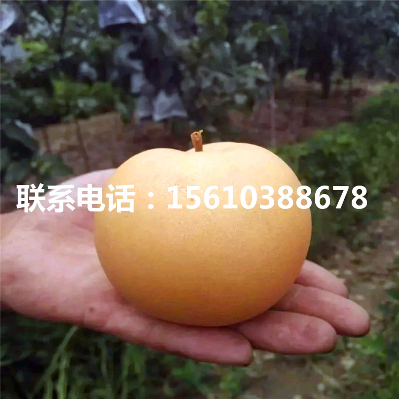 紅啤梨樹苗售價