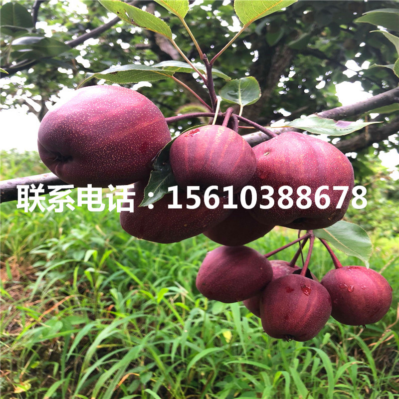 4公分梨樹(shù)苗出售供應(yīng)