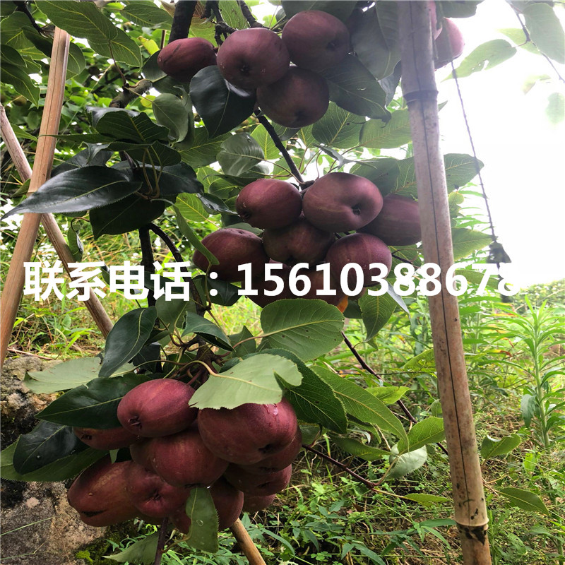 梨樹小苗什么價格