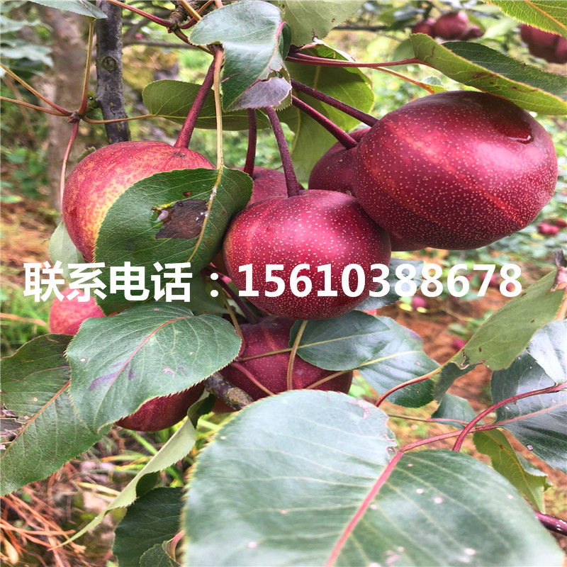 庫爾勒香梨樹苗、庫爾勒香梨樹苗批發(fā)廠家