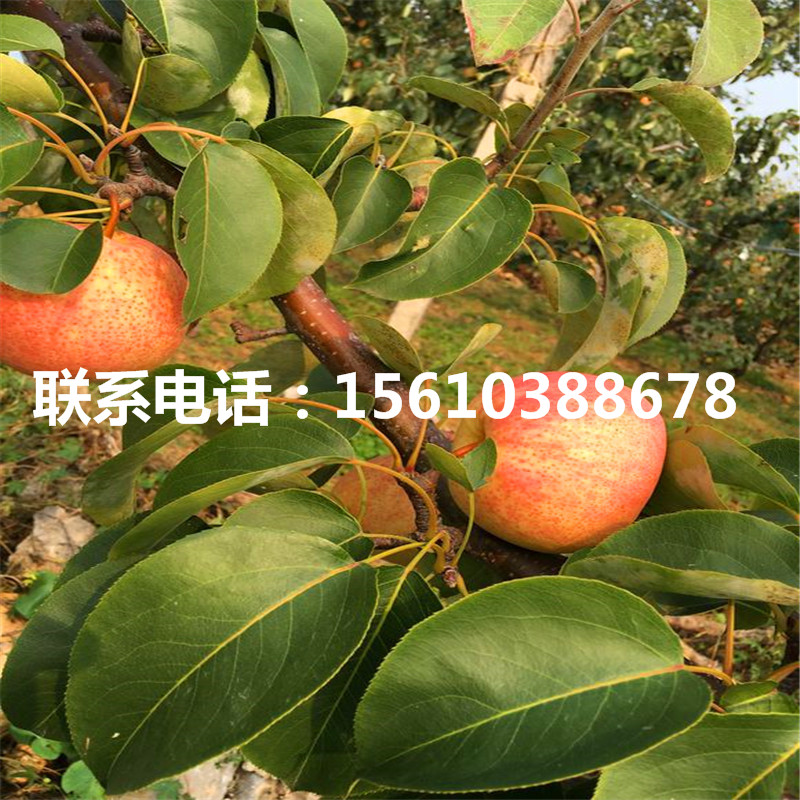 嫁接梨樹苗出售價位