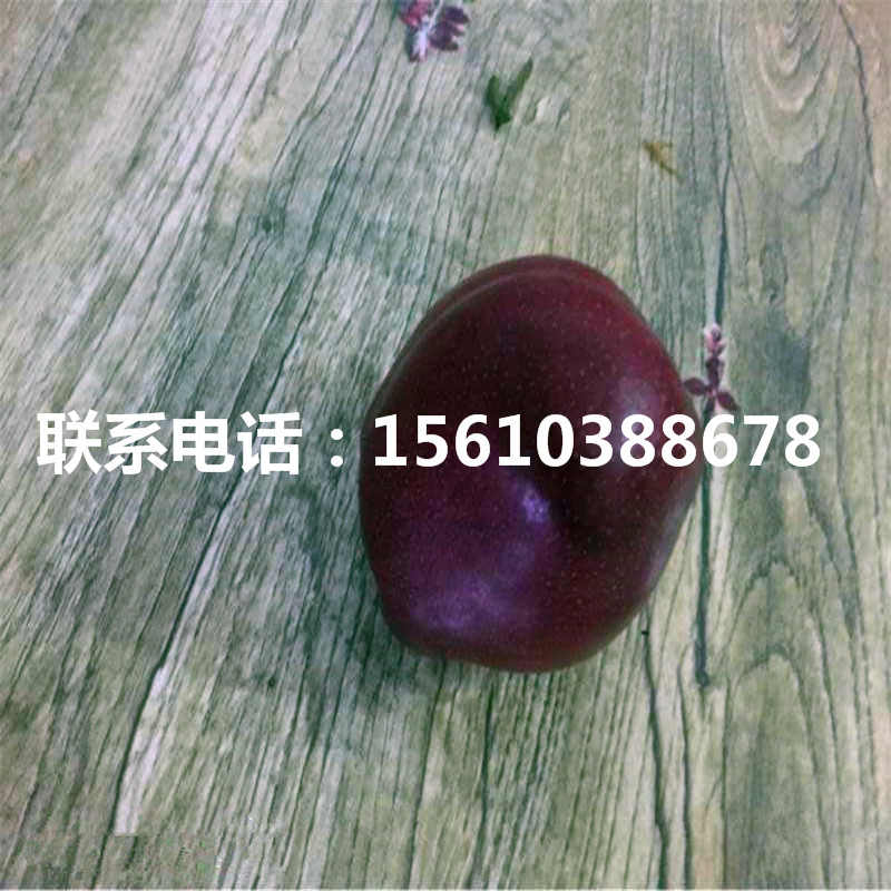 紅安久梨樹苗批發(fā)價(jià)格