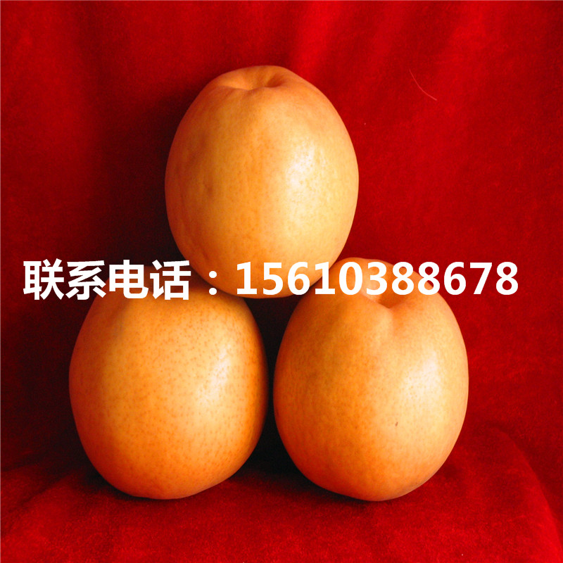 梨樹小苗什么價格