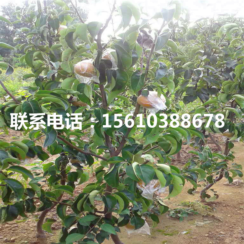 晚秋黃梨樹苗、晚秋黃梨樹苗批發(fā)基地