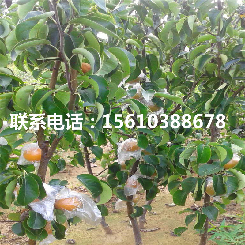 8公分梨樹苗供應價格