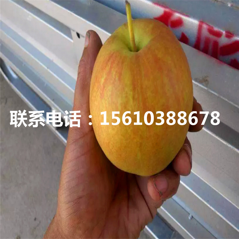 彩虹梨樹(shù)苗批發(fā)多少錢(qián)