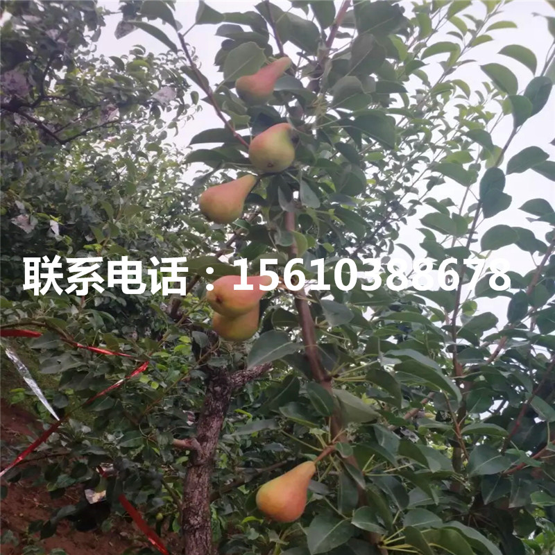 脆梨樹苗種植基地