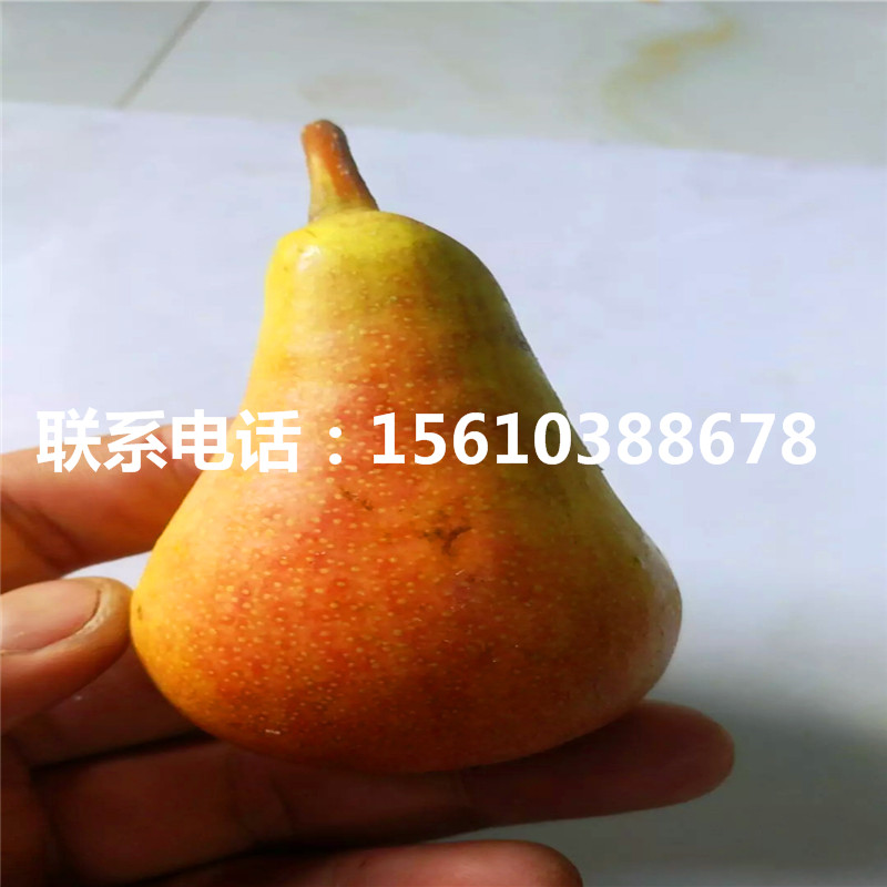 中梨1號梨樹苗、中梨1號梨樹苗咨詢