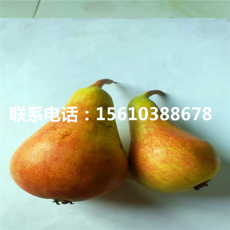 碭山酥梨樹苗批發(fā)基地