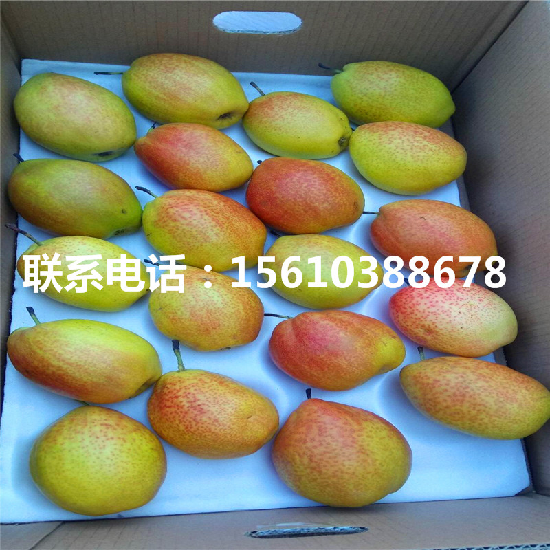 綠寶石梨樹苗、綠寶石梨樹苗供應(yīng)價格