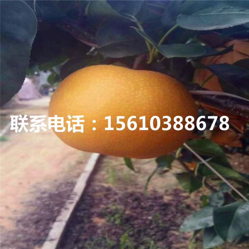 丑梨樹苗什么時(shí)間成熟