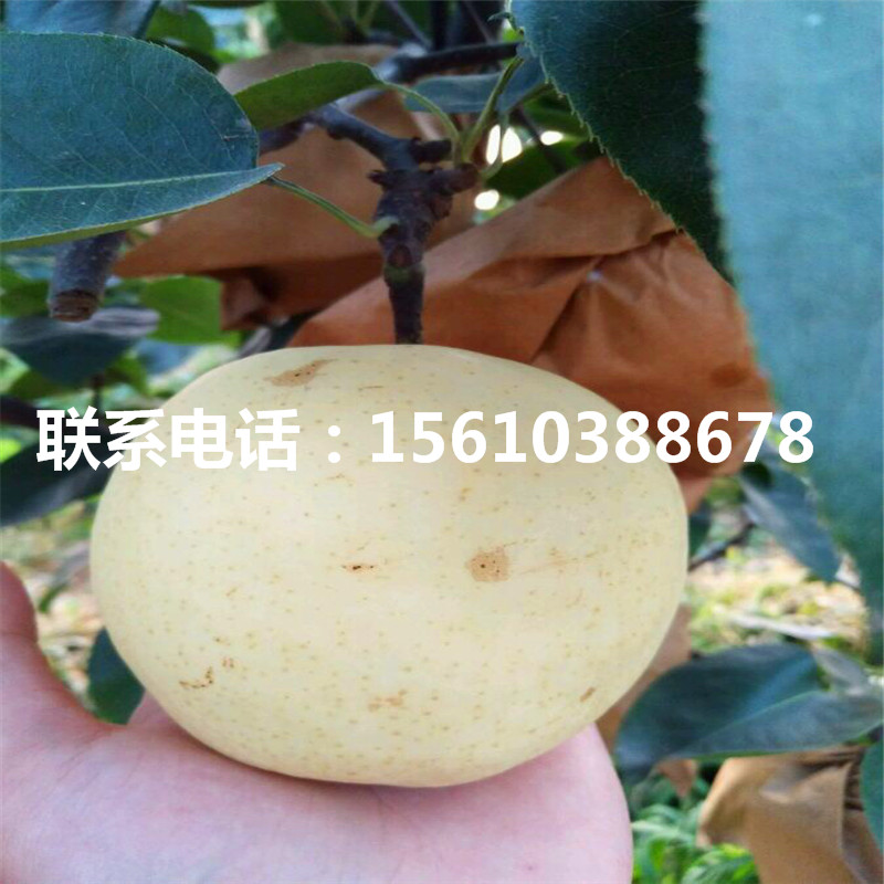 3公分梨樹(shù)苗批發(fā)出售