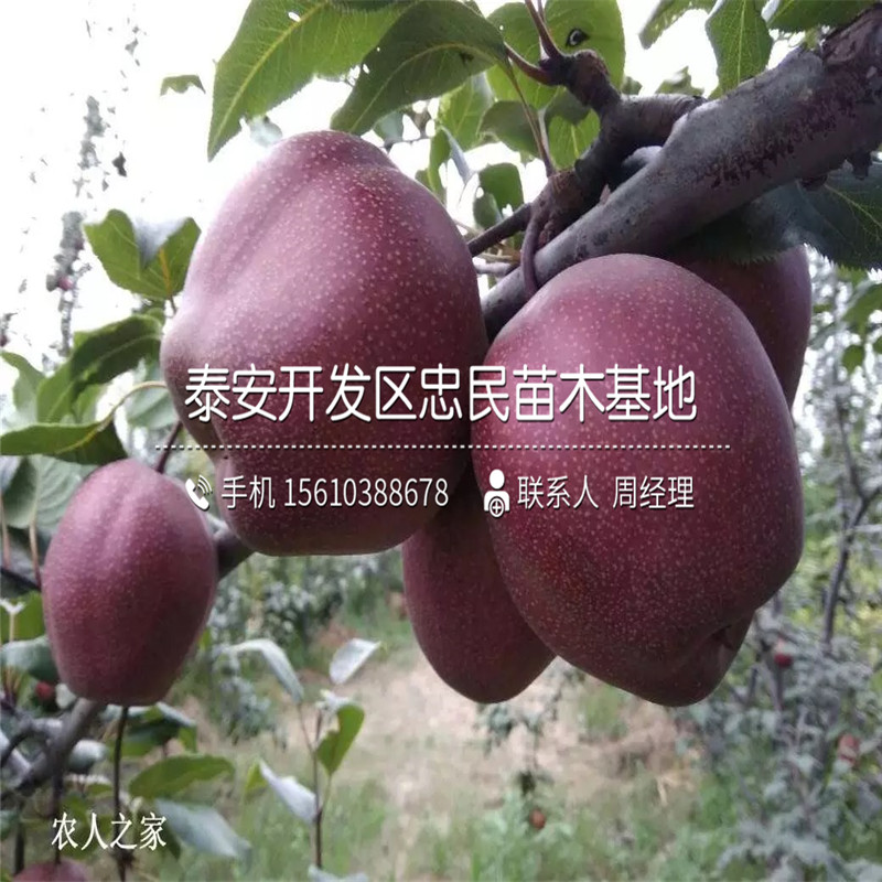 彩虹梨樹苗基地