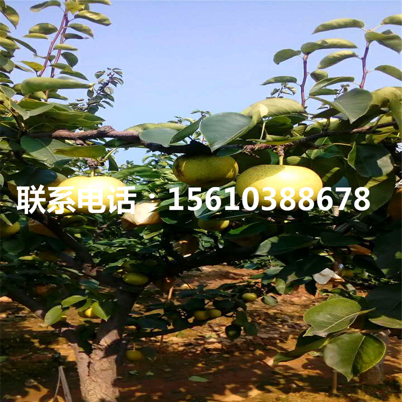彩虹梨樹(shù)苗批發(fā)多少錢(qián)