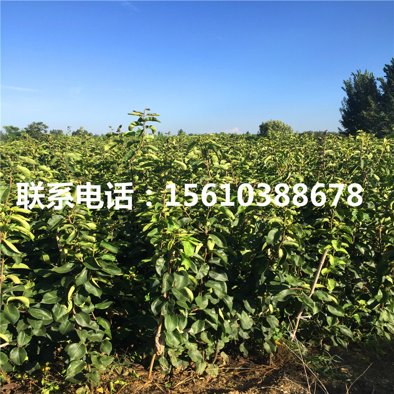 綠寶石梨樹苗多少錢一棵