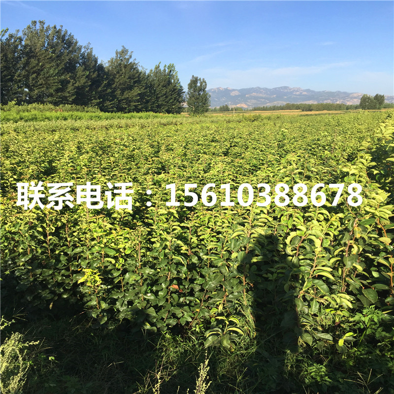 綠寶石梨樹苗多少錢一棵