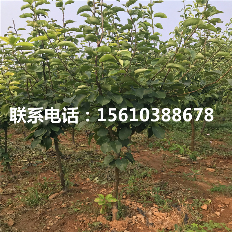 金秋梨樹苗價(jià)格及報(bào)價(jià)