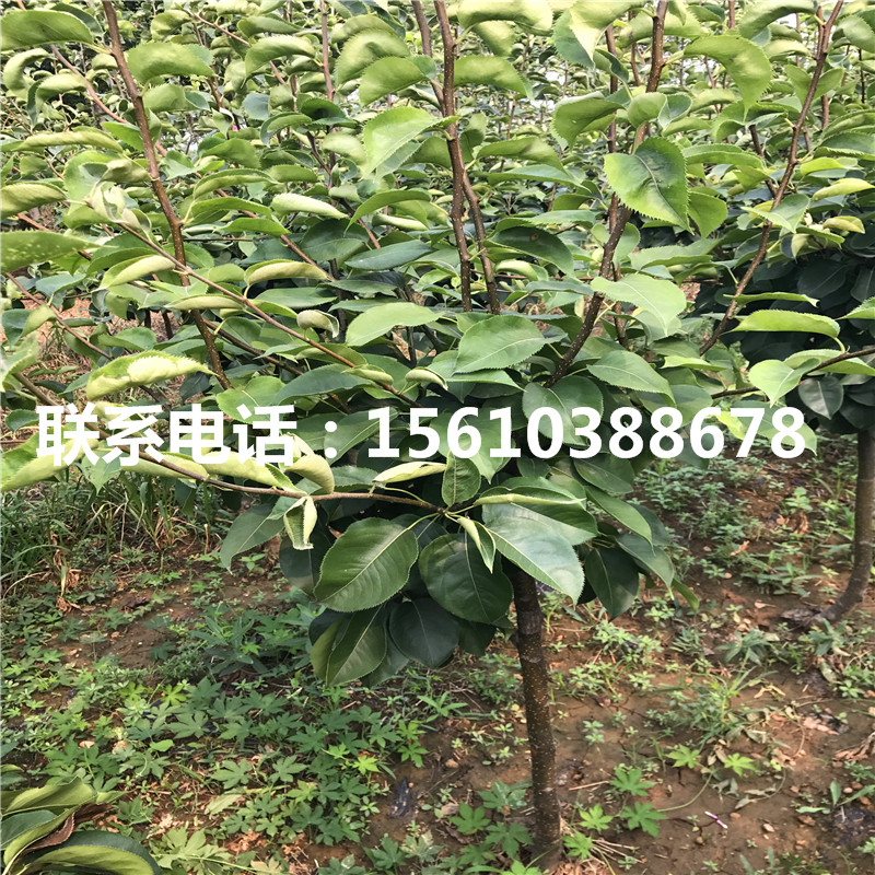 中華雪梨樹苗什么時(shí)間成熟
