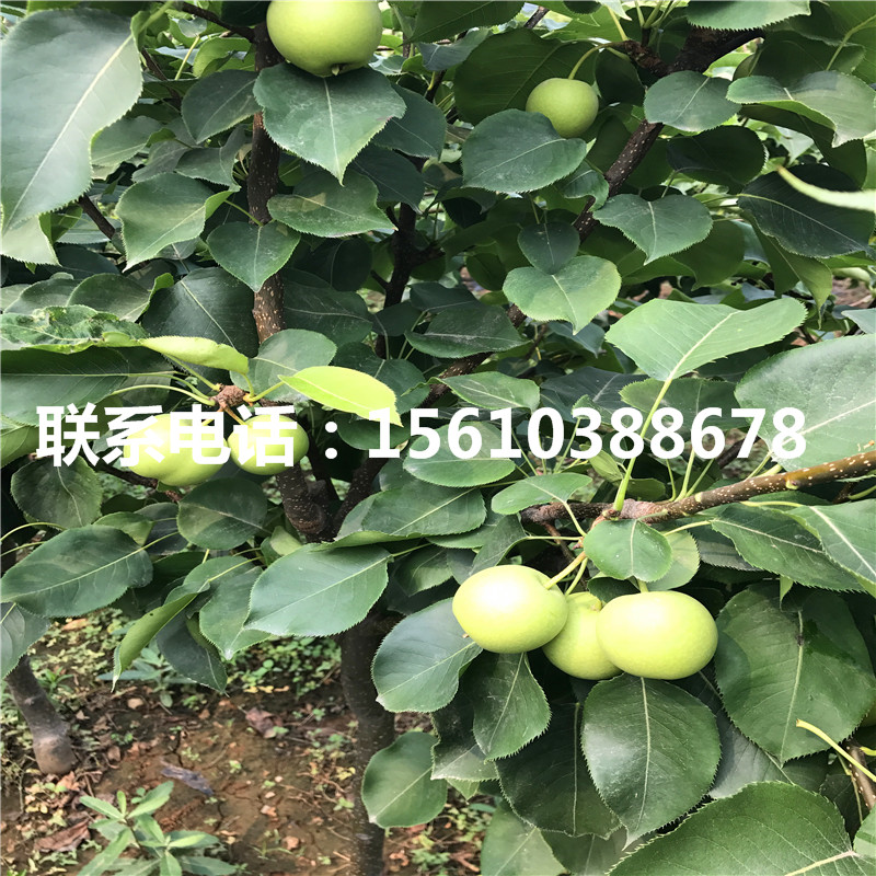 紅巴梨樹苗什么時(shí)間成熟