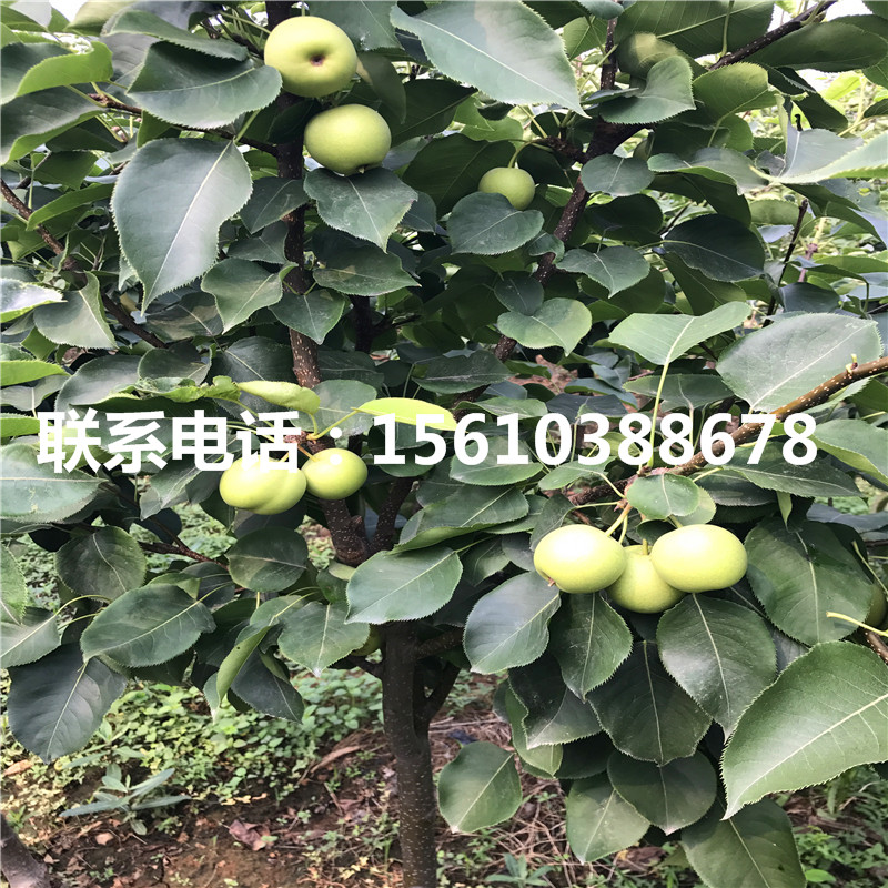 嫁接梨樹苗出售價位
