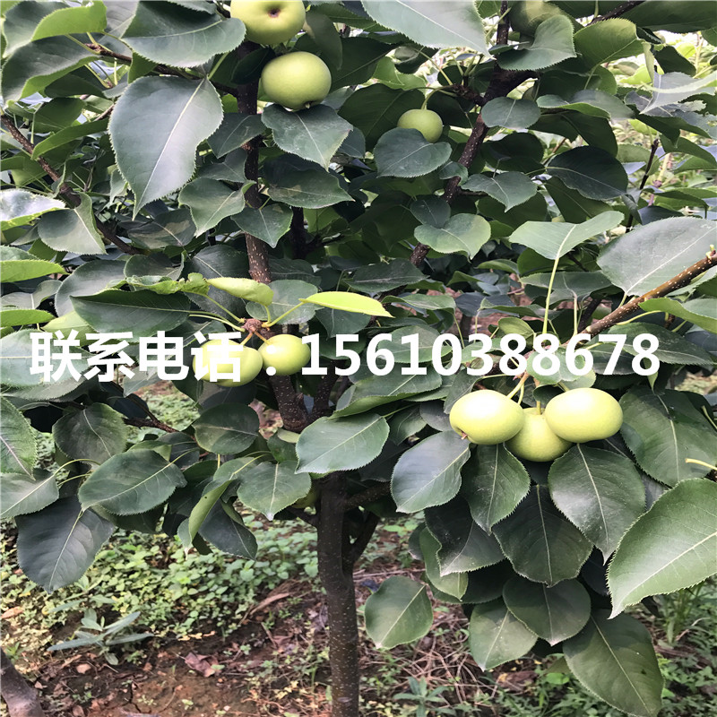 綠寶石梨樹(shù)苗銷售價(jià)格