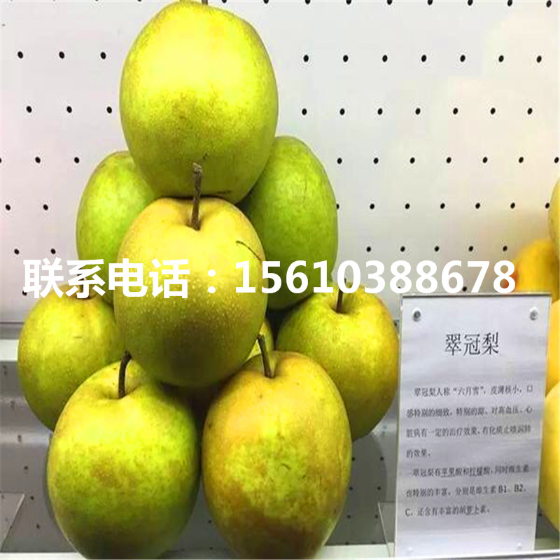 中梨1號(hào)梨樹(shù)苗批發(fā)什么價(jià)格
