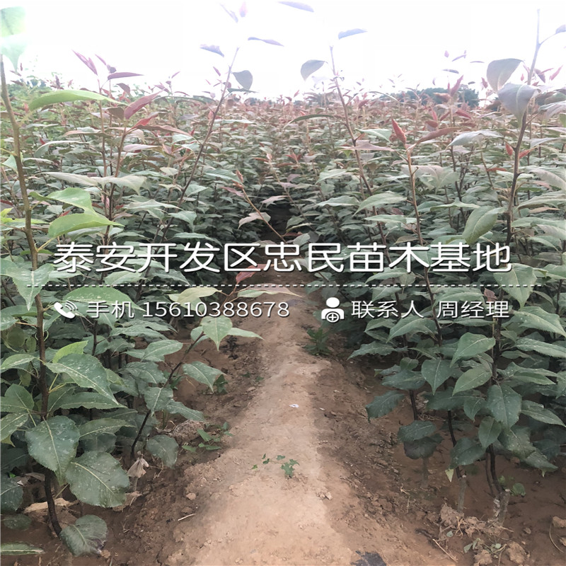 晚秋黄梨树苗、晚秋黄梨树苗种植基地